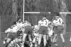 XVartrose-chonchon128