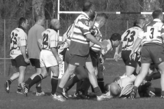 XVartrose-chonchon131