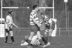 XVartrose-chonchon132