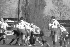 XVartrose-chonchon140