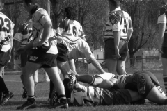 XVartrose-chonchon150