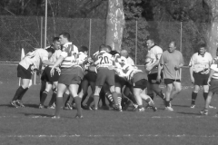 XVartrose-chonchon160