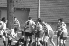 XVartrose-chonchon202