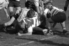 XVartrose-chonchon212