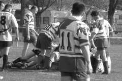 XVartrose-chonchon216