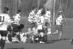 XVartrose-chonchon226