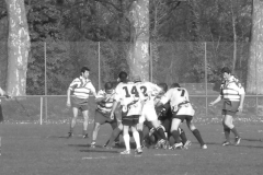 XVartrose-chonchon230