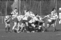 XVartrose-chonchon234