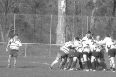 XVartrose-chonchon236