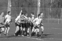 XVartrose-chonchon239