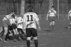 XVartrose-chonchon240