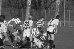 XVartrose-chonchon241