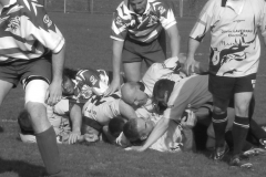 XVartrose-chonchon249