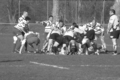 XVartrose-chonchon252