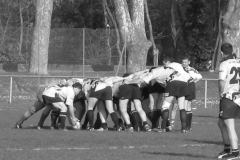 XVartrose-chonchon259